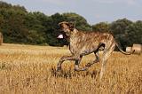 DOGUE ALLEMAND 339